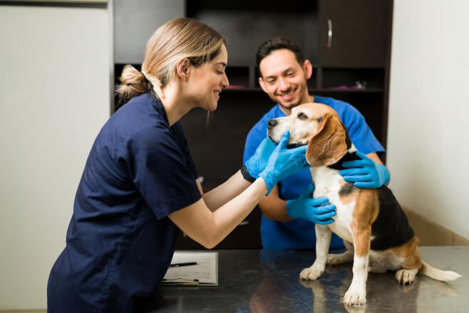 One Destination for Total Wellness: Why Being the UAE’s Biggest Vet Hospital Matters to Your Pet
