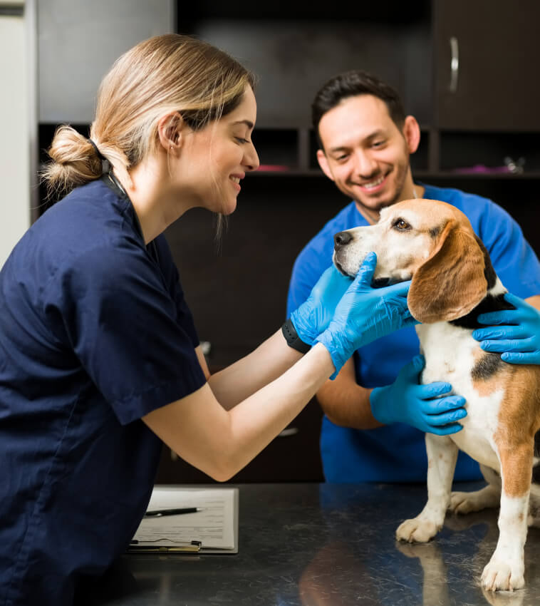 One Destination for Total Wellness: Why Being the UAE’s Biggest Vet Hospital Matters to Your Pet